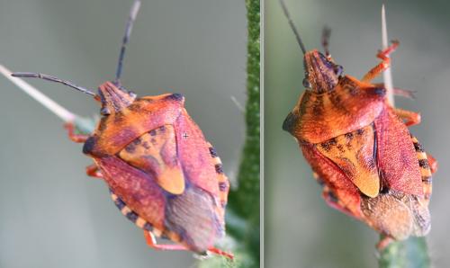 Réf. 264 289 : Carpocoris purpureipennis